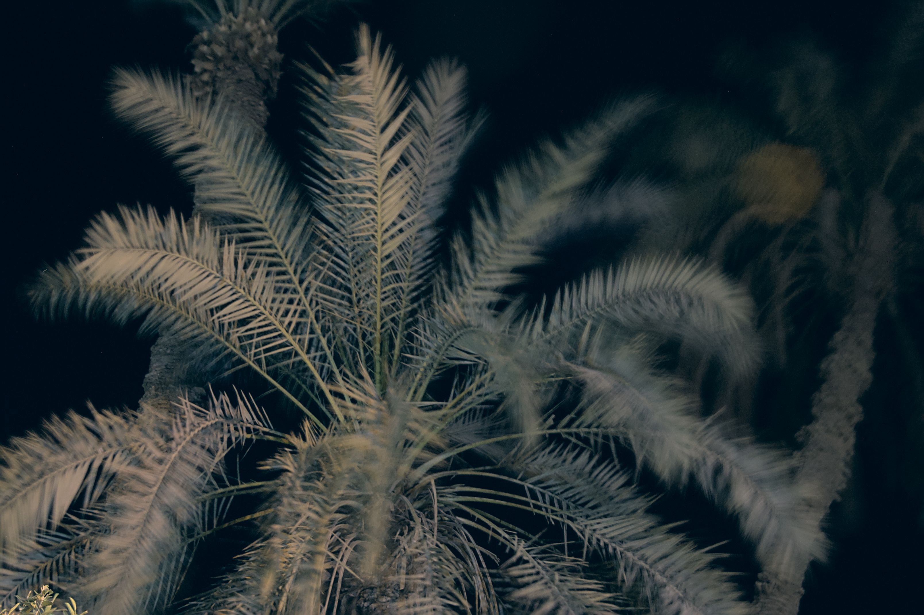 palm-tree-long-exposure.jpg